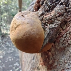 Phellinus sp. (non-resupinate) at Ipswich, QLD - 4 Sep 2024 08:22 AM