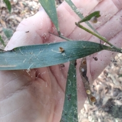 Phryganoporus candidus (Foliage-webbing social spider) at Ipswich, QLD - 4 Sep 2024 by LyndalT