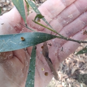 Phryganoporus candidus at Ipswich, QLD - 4 Sep 2024 08:28 AM