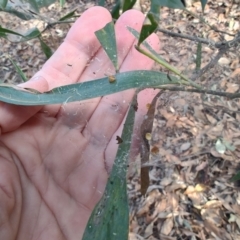 Phryganoporus candidus at Ipswich, QLD - 4 Sep 2024 08:28 AM