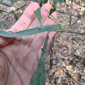 Phryganoporus candidus at Ipswich, QLD - 4 Sep 2024 08:28 AM