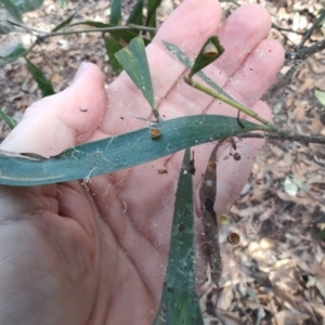 Phryganoporus candidus at Ipswich, QLD - 4 Sep 2024 08:28 AM