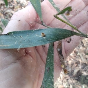Phryganoporus candidus at Ipswich, QLD - 4 Sep 2024 08:28 AM