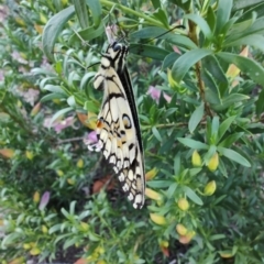 Papilio demoleus (Chequered Swallowtail) at Ipswich, QLD - 4 Sep 2024 by LyndalT