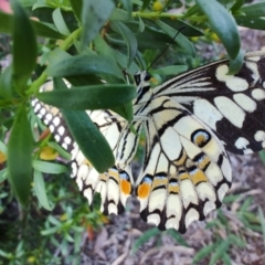 Papilio demoleus at Ipswich, QLD - 4 Sep 2024