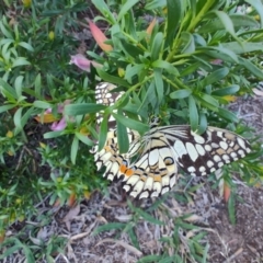 Papilio demoleus at Ipswich, QLD - 4 Sep 2024