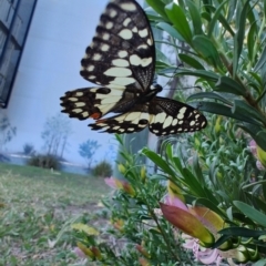 Papilio demoleus at Ipswich, QLD - 4 Sep 2024 08:33 AM