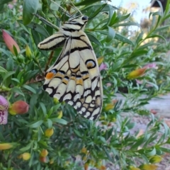 Papilio demoleus at Ipswich, QLD - 4 Sep 2024 08:33 AM