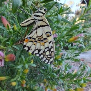 Papilio demoleus at Ipswich, QLD - 4 Sep 2024 08:33 AM