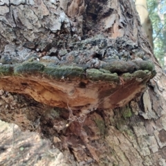 Unidentified Pored or somewhat maze-like on underside [bracket polypores] at Ipswich, QLD - 3 Sep 2024 by LyndalT