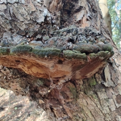 Unidentified Pored or somewhat maze-like on underside [bracket polypores] at Ipswich, QLD - 3 Sep 2024 by LyndalT