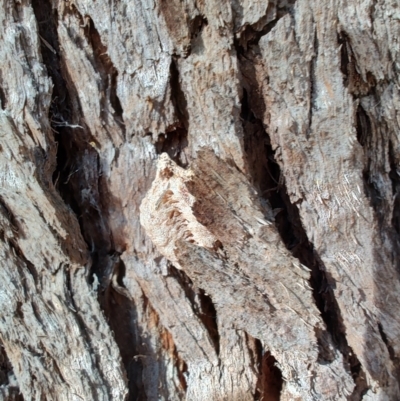 Mantidae - egg case (family) (Egg case of praying mantis) at Ipswich, QLD - 4 Sep 2024 by LyndalT