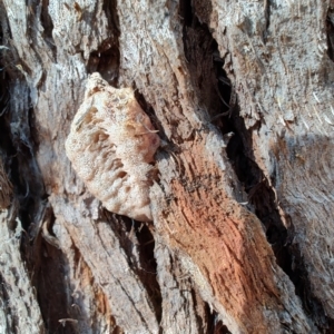 Mantidae - egg case (family) at Ipswich, QLD - 4 Sep 2024 08:48 AM