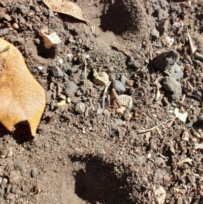 Myrmeleontidae (family) (Unidentified Antlion Lacewing) at Ipswich, QLD - 3 Sep 2024 by LyndalT