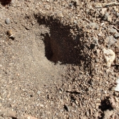 Myrmeleontidae (family) at Ipswich, QLD - 4 Sep 2024 09:01 AM