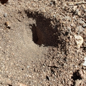 Myrmeleontidae (family) at Ipswich, QLD - 4 Sep 2024