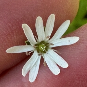 Stellaria flaccida at Kangaroo Valley, NSW - suppressed