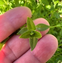 Stellaria flaccida at Kangaroo Valley, NSW - suppressed