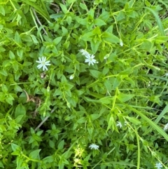 Stellaria flaccida at Kangaroo Valley, NSW - suppressed