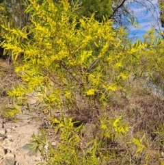 Acacia longifolia subsp. longifolia (sallow or Sydney golden wattle) at Fadden, ACT - 4 Sep 2024 by LPadg