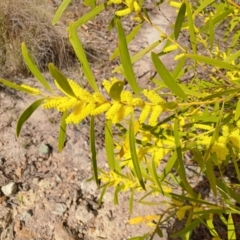 Acacia longifolia subsp. longifolia at Fadden, ACT - 4 Sep 2024 01:23 PM