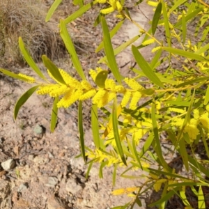 Acacia longifolia subsp. longifolia at Fadden, ACT - 4 Sep 2024