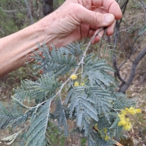 Acacia dealbata subsp. dealbata at Fadden, ACT - 4 Sep 2024