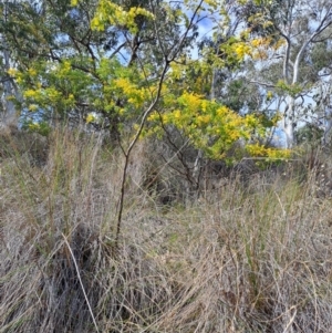 Acacia spectabilis at Fadden, ACT - 4 Sep 2024