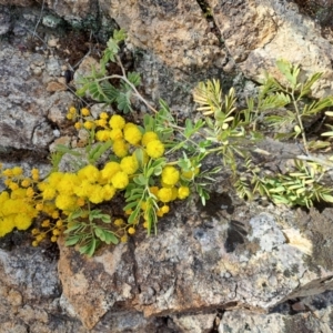 Acacia spectabilis at Fadden, ACT - 4 Sep 2024