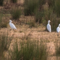 Bubulcus coromandus (Eastern Cattle Egret) at Casino, NSW - 8 Aug 2024 by Petesteamer