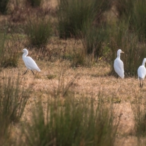 Bubulcus coromandus at Casino, NSW - 8 Aug 2024