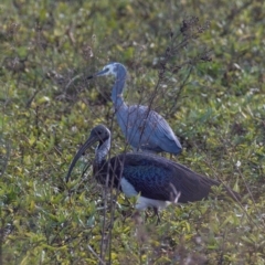 Threskiornis spinicollis (Straw-necked Ibis) at Casino, NSW - 8 Aug 2024 by Petesteamer