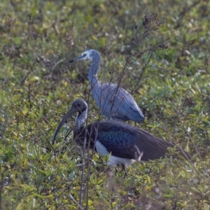 Threskiornis spinicollis at Casino, NSW - 8 Aug 2024