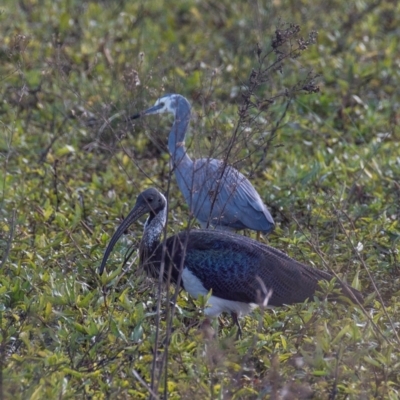 Threskiornis spinicollis (Straw-necked Ibis) at Casino, NSW - 7 Aug 2024 by Petesteamer