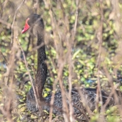 Cygnus atratus at Casino, NSW - 8 Aug 2024