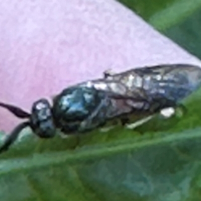 Tenthredinidae sp. (family) at Kangaroo Valley, NSW - 3 Sep 2024 by lbradley