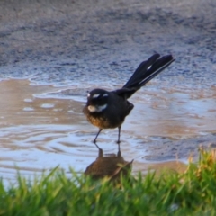 Rhipidura albiscapa (Grey Fantail) at Shoalhaven Heads, NSW - 30 Aug 2024 by MB