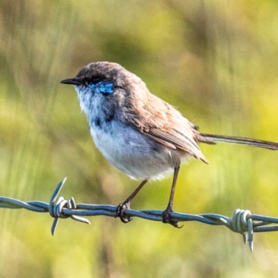 Malurus cyaneus (Superb Fairywren) at Casino, NSW - 8 Aug 2024 by Petesteamer