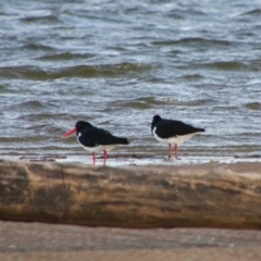 Haematopus longirostris (Australian Pied Oystercatcher) at Shoalhaven Heads, NSW - 30 Aug 2024 by MB