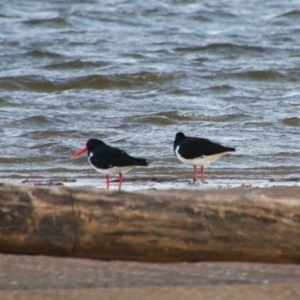 Haematopus longirostris at Shoalhaven Heads, NSW - suppressed