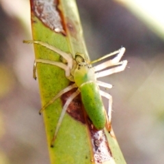 Hedana valida (A crab spider) at Cook, ACT - 3 Sep 2024 by CathB