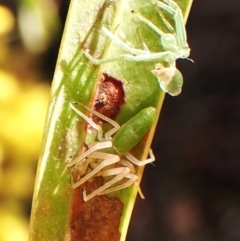 Hedana valida at Cook, ACT - 3 Sep 2024 03:33 PM