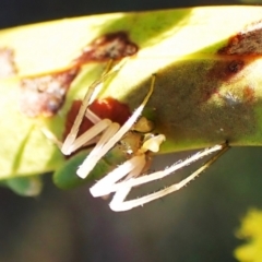 Hedana valida at Cook, ACT - 3 Sep 2024 03:33 PM