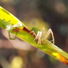 Hedana valida at Cook, ACT - 3 Sep 2024 03:33 PM
