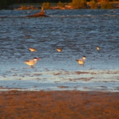 Hydroprogne caspia (Caspian Tern) at Shoalhaven Heads, NSW - 30 Aug 2024 by MB