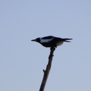 Gymnorhina tibicen at Shoalhaven Heads, NSW - 31 Aug 2024