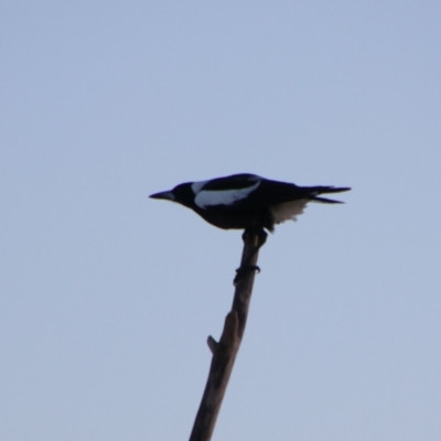 Gymnorhina tibicen (Australian Magpie) at Shoalhaven Heads, NSW - 31 Aug 2024 by MB