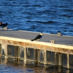 Microcarbo melanoleucos (Little Pied Cormorant) at Shoalhaven Heads, NSW - 30 Aug 2024 by MB