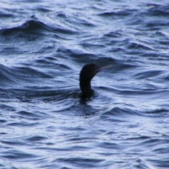 Phalacrocorax sulcirostris (Little Black Cormorant) at Shoalhaven Heads, NSW - 30 Aug 2024 by MB