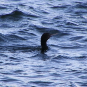 Phalacrocorax sulcirostris at Shoalhaven Heads, NSW - 31 Aug 2024 06:57 AM